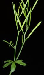 Cardamine hirsuta. Inflorescence with cauline leaves and siliques.
 Image: P.B. Heenan © Landcare Research 2019 CC BY 3.0 NZ